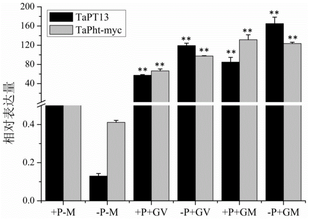 基因TaPT13在提高植物对白粉菌抗性方面的应用