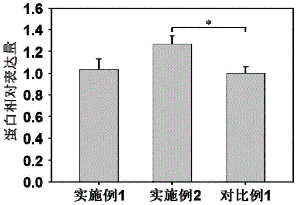 一种无血清无蛋白CHO细胞培养基及其制备方法、应用