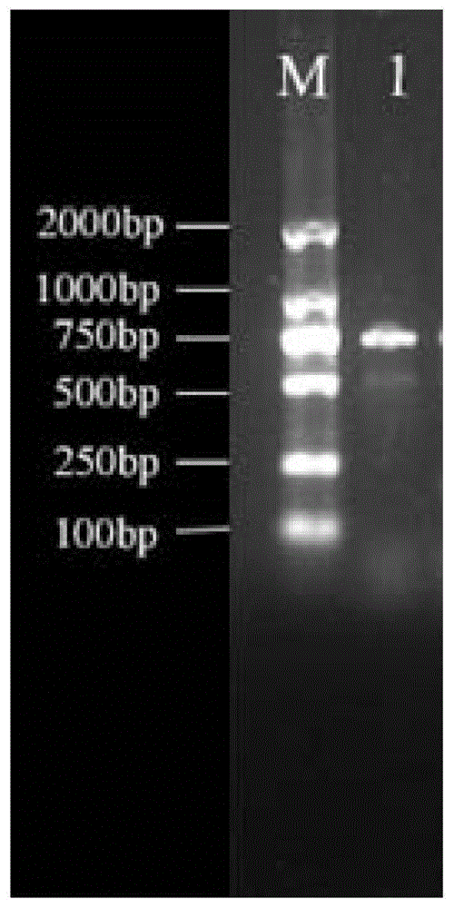 一种基于CRISPR的大肠杆菌ST131系菌株检测引物、试剂盒及检测方法