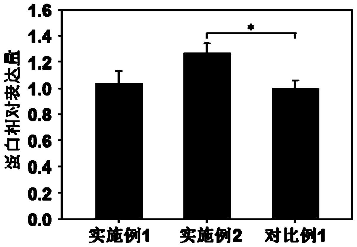 一种无血清无蛋白CHO细胞培养基及其制备方法、应用