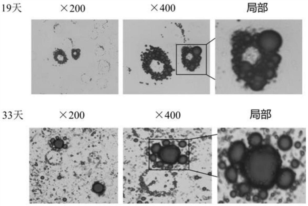 一种体外诱导小鼠耳朵间充质干细胞分化为脂肪细胞的方法