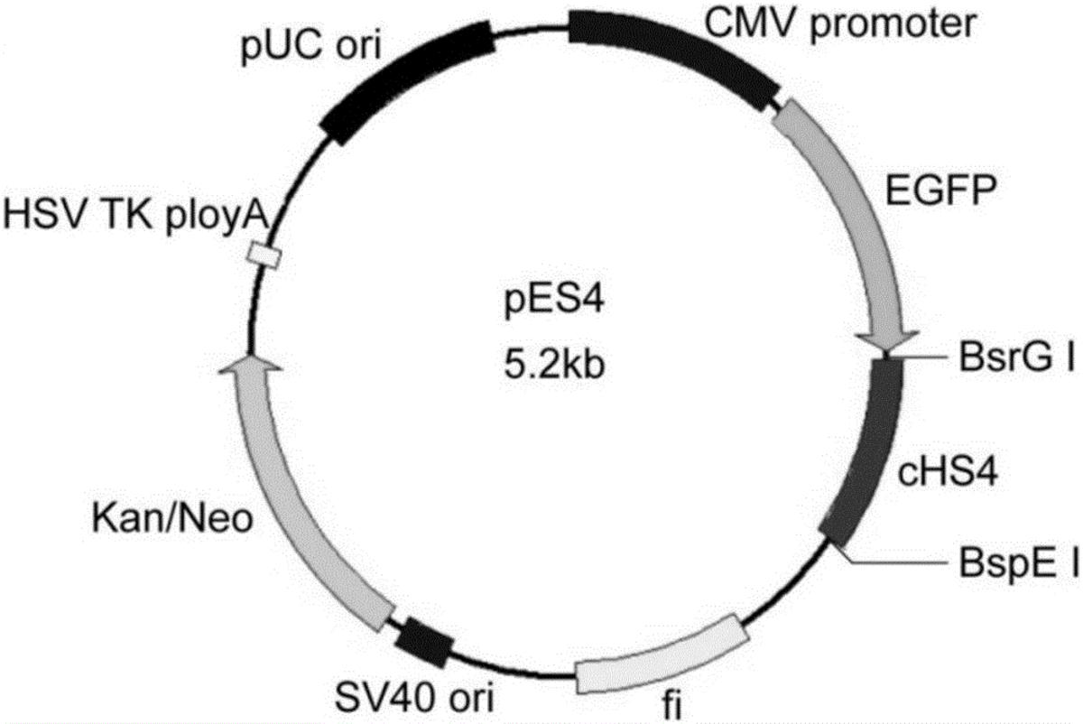 一种基于cHS4元件的哺乳动物细胞附着体表达载体、表达系统、制备方法和应用