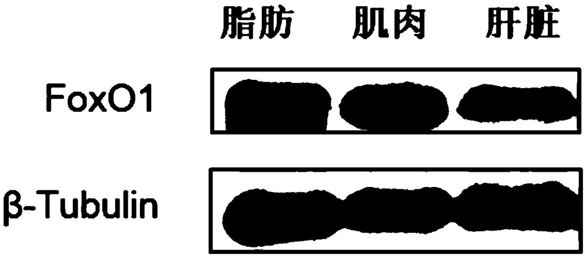 一种草鱼FoxO1多肽抗原、抗体及其制备方法、应用