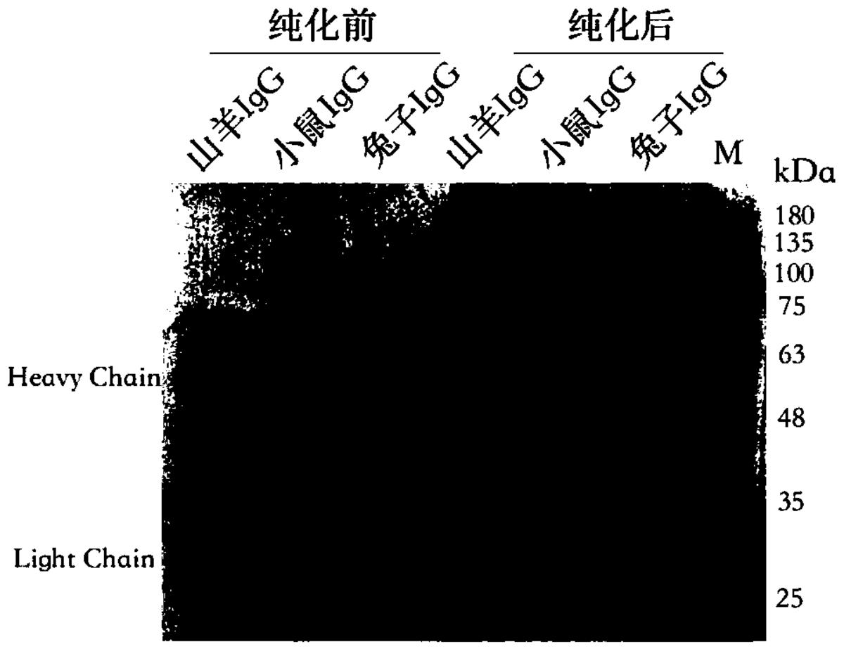 一种基于葡聚糖微球的免疫沉淀试剂及其制备方法与应用