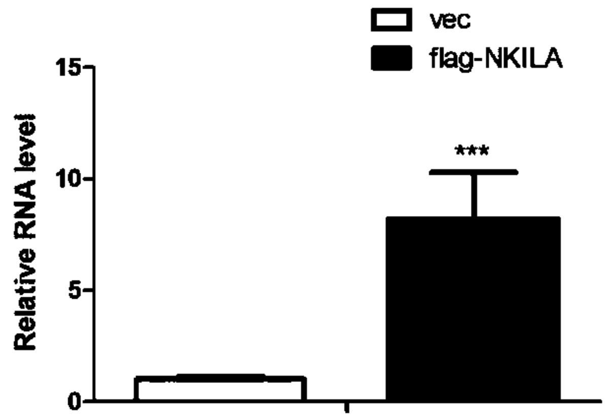 长链非编码RNA-NKILA在骨组织损伤修复中的应用