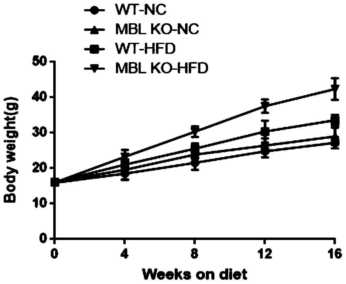 MBL在制备预防或治疗肥胖的药物方面的应用，筛选预防或治疗肥胖的药物的方法