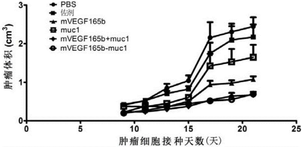 靶向VEGF与mucin1的抗肿瘤疫苗、编码基因、表达载体、表达工程菌及应用